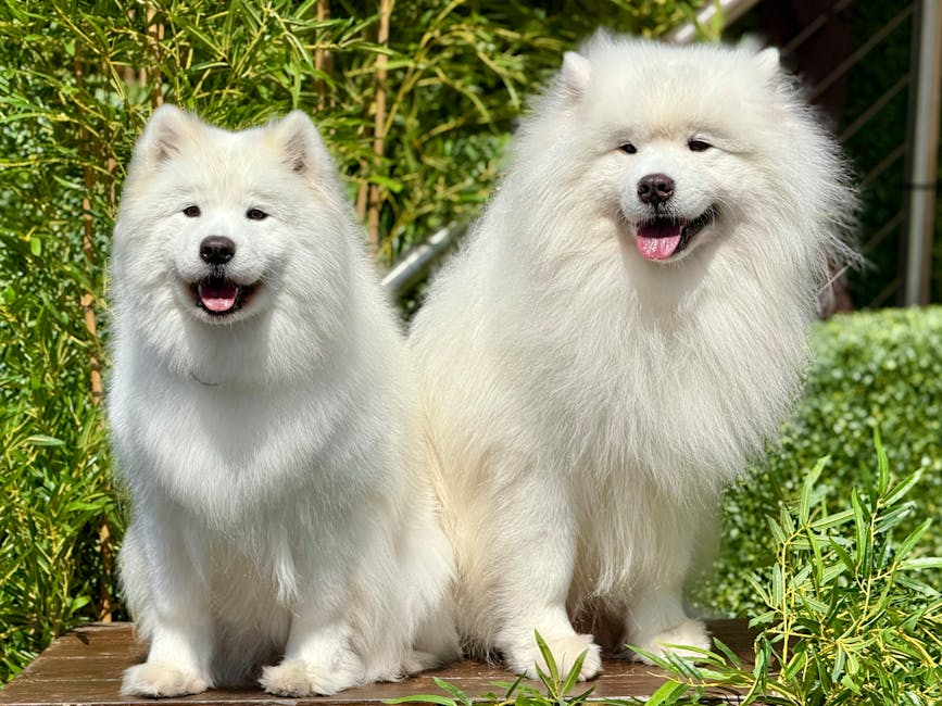 Two fluffy white Samoyed dogs sitting outdoors on a wooden surface, surrounded by green foliage and plants. The smaller dog is positioned on the left, facing forward with its mouth slightly open, show